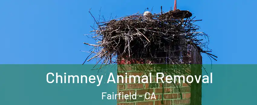 Chimney Animal Removal Fairfield - CA