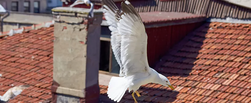 Residential Chimney Animal Removal Solution in Fairfield, CA